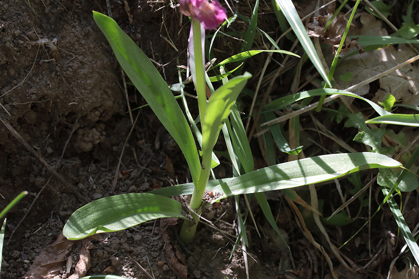 Anacamptis morio?